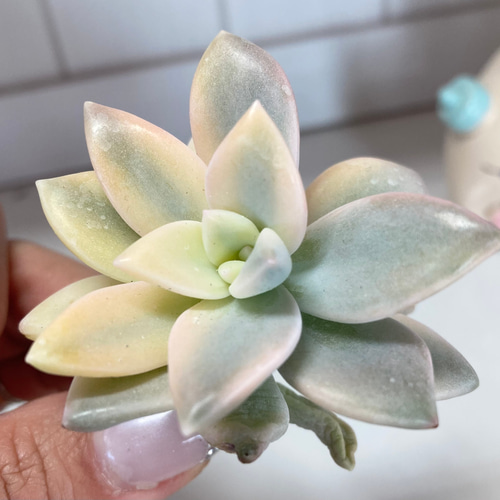 SOLD 淡雪錦 厳選韓国苗 名前付き 多肉植物 〜Green〜多肉畑〜 通販