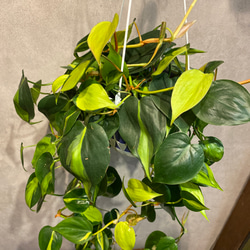 ロング❗️フィロデンドロン❤️オキシカルジウム ブラジル 5号 吊り鉢