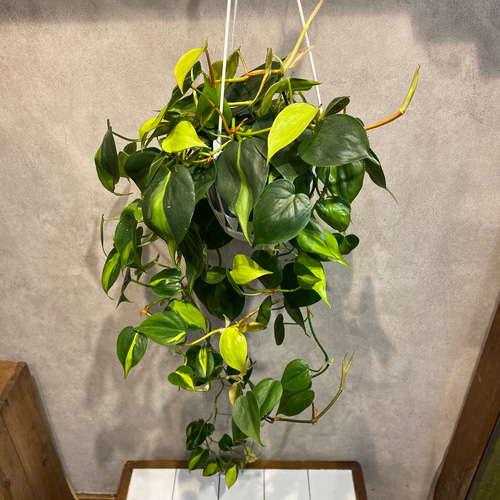 ロング❗️フィロデンドロン❤️オキシカルジウム ブラジル 5号 吊り鉢