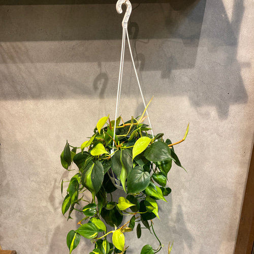 ロング❗️フィロデンドロン❤️オキシカルジウム ブラジル 5号 吊り鉢