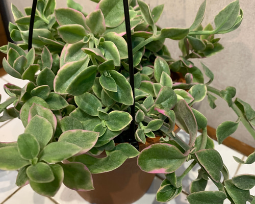 多肉植物　斑入りベビーサンローズ　鉢ごと発送！追加料金でメルカリ便 SALE❗️斑入りベビーサンローズ ❤️5号吊り鉢 多肉植物