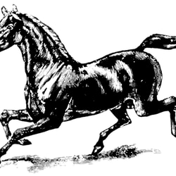馬　ドライ　Tシャツ　２　競馬　乗馬　ウマ　グッズ　午年　干支　サラブレッド 2枚目の画像