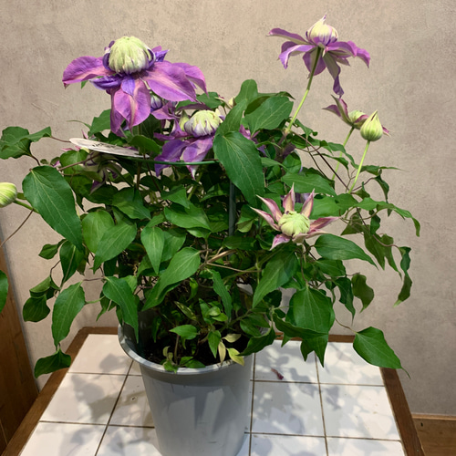 クレマチス❤️八重咲き マジックフォンテーン 6号鉢 多肉植物