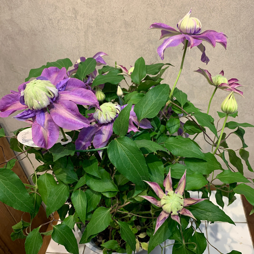 クレマチス❤️八重咲き マジックフォンテーン 6号鉢 多肉植物