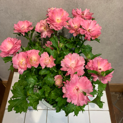希少❗️ラナンキュラス❤️セイレン 6号鉢 多肉植物 Garden_couleur