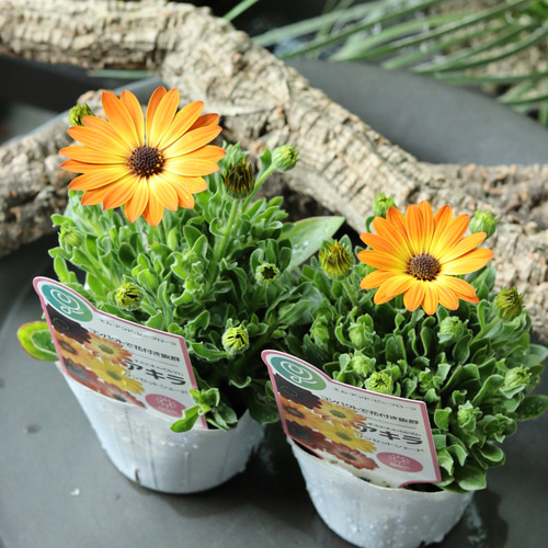 オスミウム5個セット gc0561-09_700x.jpg?v=1741666099