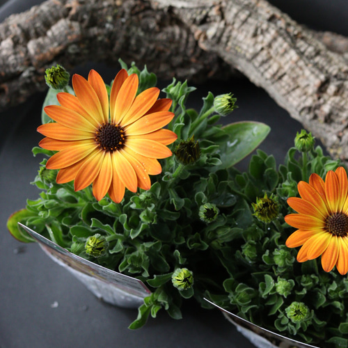 オステオスペルマム サンセットシェード 2苗セット (オレンジ