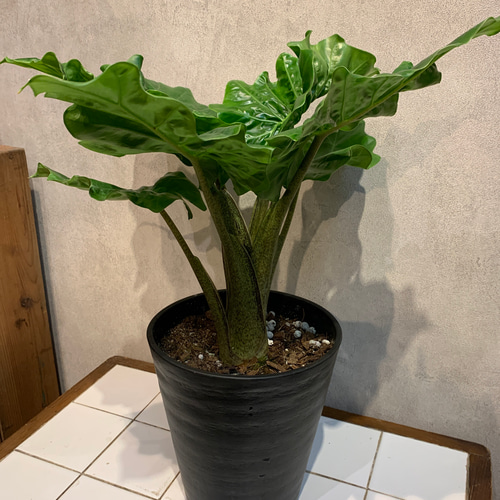 希少❗️アロカシア❤️ラウテルバキアナ ローライダー 6号鉢 多肉植物