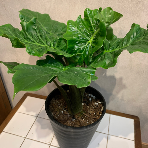 希少❗️アロカシア❤️ラウテルバキアナ ローライダー 6号鉢