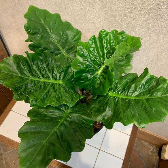 希少❗️アロカシア❤️ラウテルバキアナ ローライダー 6号鉢 多肉植物