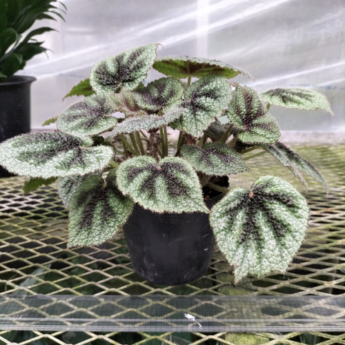 ベゴニア マソニアナ(アイアンクロス)観葉植物 アートフラワー 公楽園
