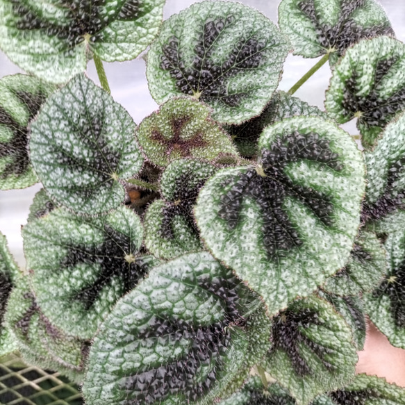 ベゴニア マソニアナ(アイアンクロス)観葉植物 アートフラワー 公楽園