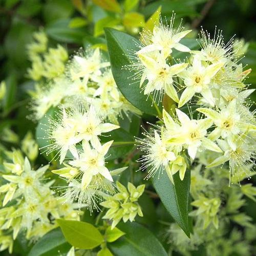 楽天市場】シナモンマートル 8号 観葉植物 シトラール