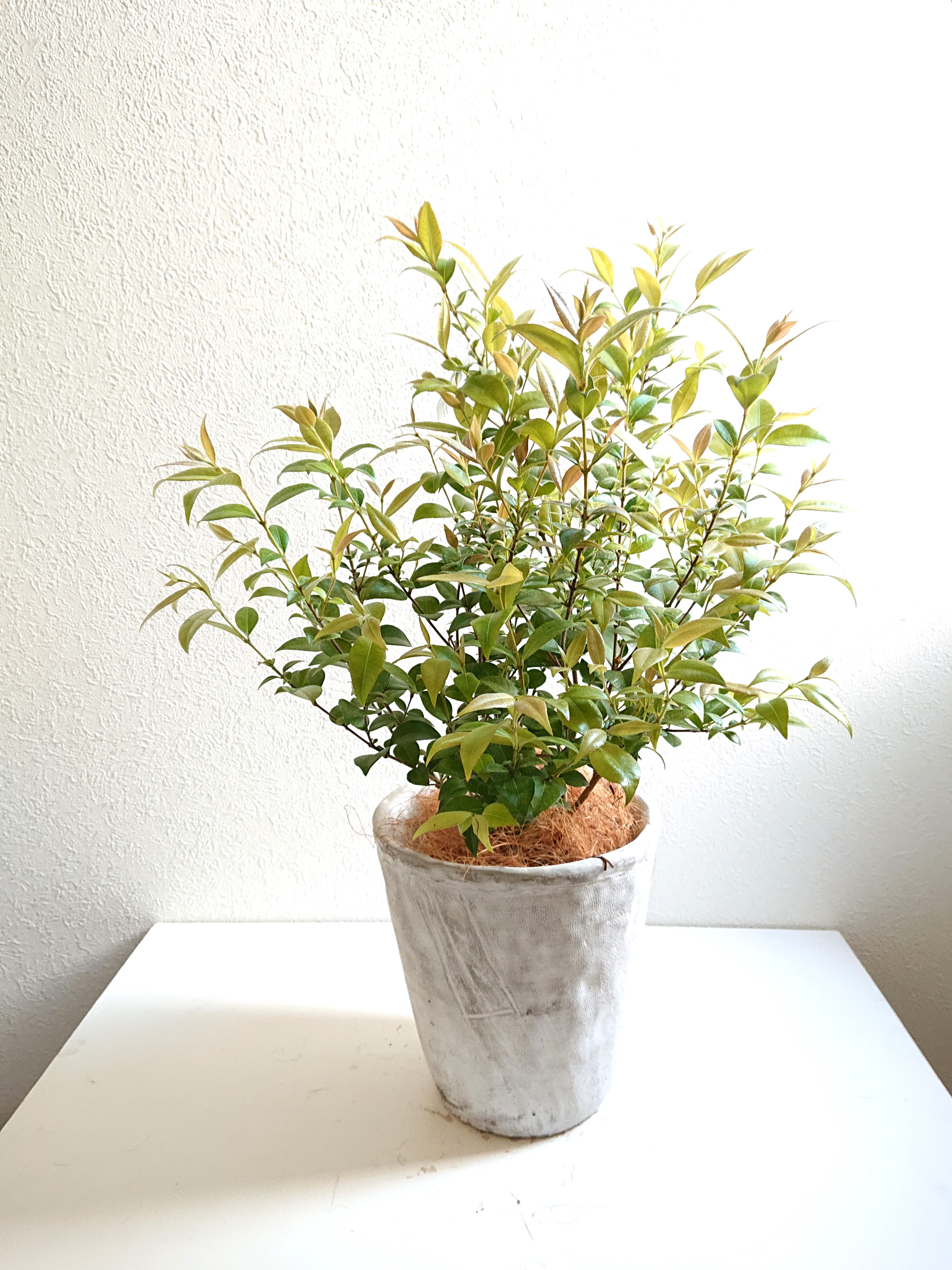 南天の苗2株。高さ約5センチ 抜き苗縁起木 難を転ずる赤い実。