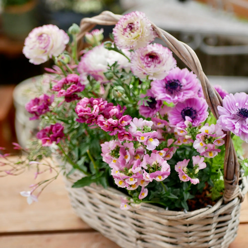 寄せ植え　花　アネモネ寄せ植え2個セット 寄せ植え 花 アネモネ寄せ植え2個セット インテリア・生活道具