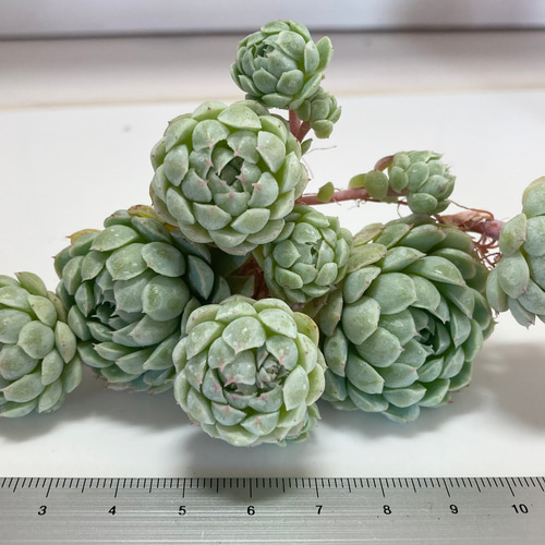 SOLD シュガープリンセス 群生 厳選韓国苗 名前付き 多肉植物 〜Green