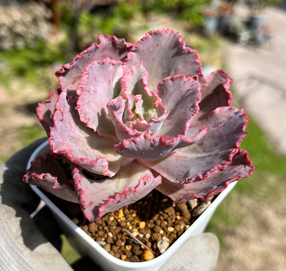 送料無料 フローレンス錦 多肉植物 フィレンツェ錦 赤斑 （フィレンツェ錦 その他多肉植物