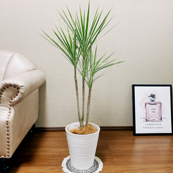 現品］1番 ドラセナ コンシンネ 龍 曲がり 7号 観葉植物 大型 室内