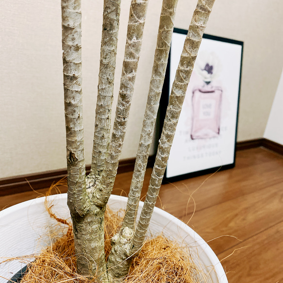 ［現品］ドラセナ　コンシンネ　ホワイボリー　観葉植物　大型　室内　綺麗な葉　8号　セラアート鉢受け皿付 8枚目の画像