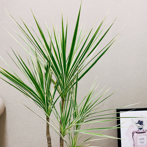 現品］ドラセナ コンシンネ ホワイボリー 観葉植物 大型 室内 綺麗な葉