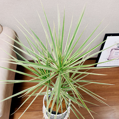 現品　ドラセナ　コンシンネ　ホワイボリー　8番　観葉植物　インテリアグリーン 現品］ドラセナ コンシンネ ホワイボリー 観葉植物 大型 室内 綺麗な葉
