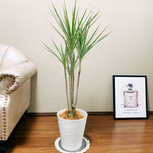 最終価格！ドラセナ コンシンネ ホワイボリー 大型観葉植物