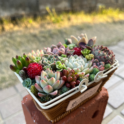 ☆送料無料☆♡そのまま飾れる♡かごバスケット♬多肉植物寄せ植え