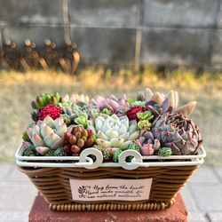 ☆送料無料☆♡そのまま飾れる♡かごバスケット♬多肉植物寄せ植え