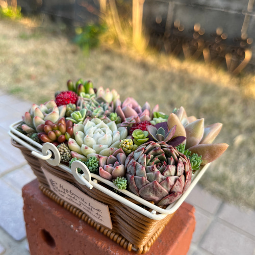 ☆送料無料☆♡そのまま飾れる♡かごバスケット♬多肉植物寄せ植え