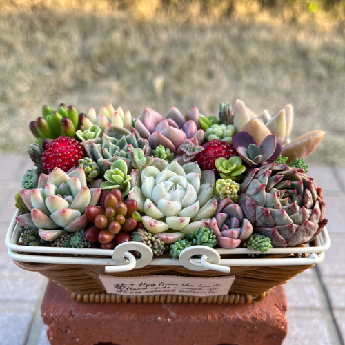 ★多肉植物　寄せ植え〜カート寄せ〜そのまま飾れます(*^ω^*) 多肉植物寄せ植え そのまま飾れます 多肉植物 はなちかちゃん