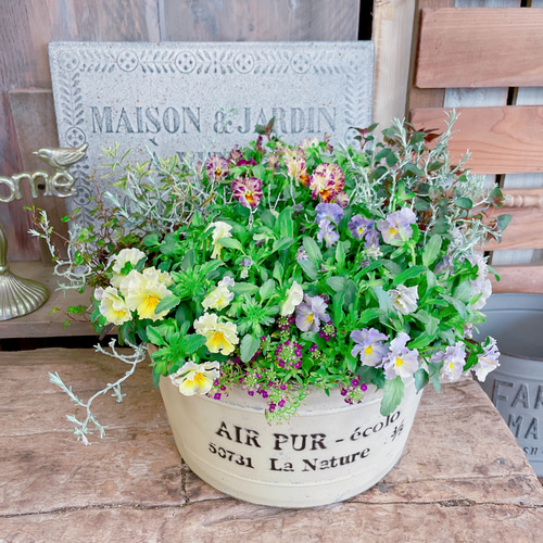 現品SALE♡7種類たっぷり寄せ植え♡【おしゃれガーデニング】フリル