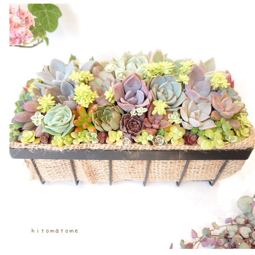 豪華❣️そのまま飾れる寄せ植え❣️オーダー品＊ 豪華❣️そのまま飾れる寄せ植え❣️オーダー品＊