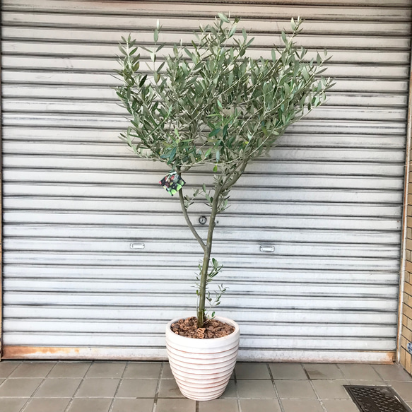 ②　オリーブの木souju『ミッション』8号　特大苗木最高等級極上品‼️ ① オリーブの木souju 『ミッション』8号特大苗木最高等級極上品‼️