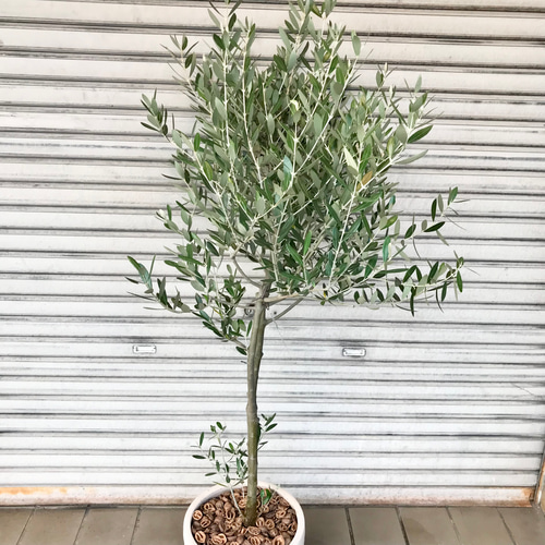 o*u様 オリーブの木,た植物/観葉植物ミッション『綺麗な樹形。全長約160㌢ o*u様 オリーブの木,た植物/観葉植物ミッション『綺麗な樹形。