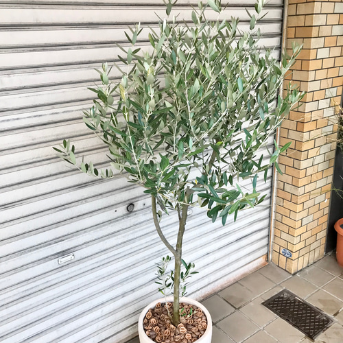 送料無料】【souju】香川県産オリーブの木 ミッション 6号鉢 23