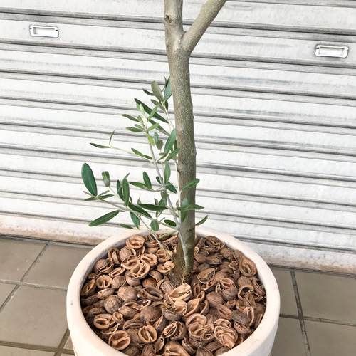 Souju 創樹 オリーブの木 ミッション テラコッタ鉢植え 観葉植物