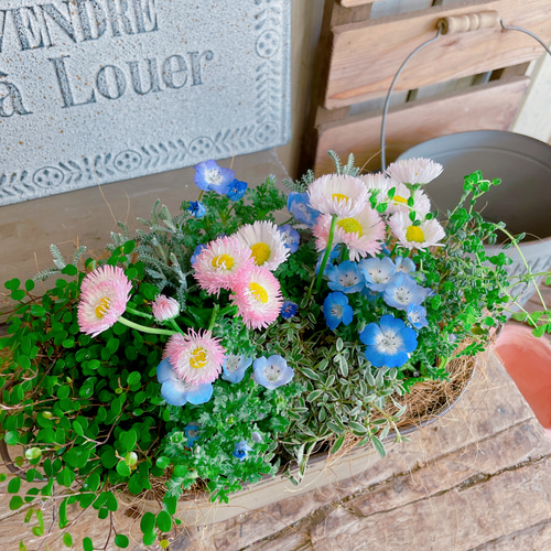 激安人気新品 つぼみたくさん♩ナチュラルな寄せ植え １点もの】多肉