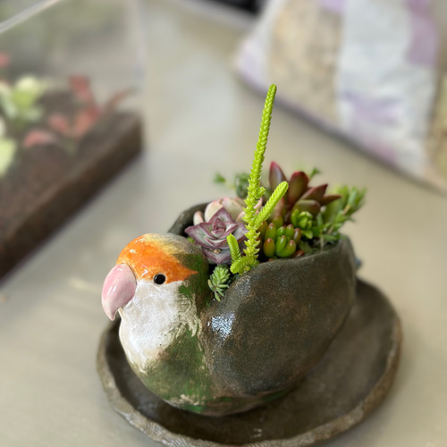 こまつか苗さん作 コザクラインコ片口鉢 セット 可愛い小桜インコの植木鉢&受け皿 その他インテリア雑貨 やよい窯 通販
