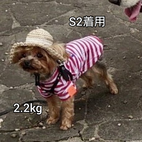 犬の帽子 麦わら帽子風☆コーンシルク ペット服・アクセサリー Na