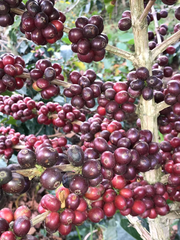 デカフェ コロンビア ブーゲンビリア農園［100g］/カフェインレス/自家焙煎コーヒー豆/粉 2枚目の画像