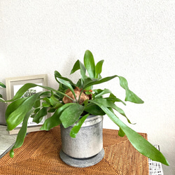 訳あり　お得　ペペロミア　バリエガータ 訳あり お得 ペペロミア バリエガータ