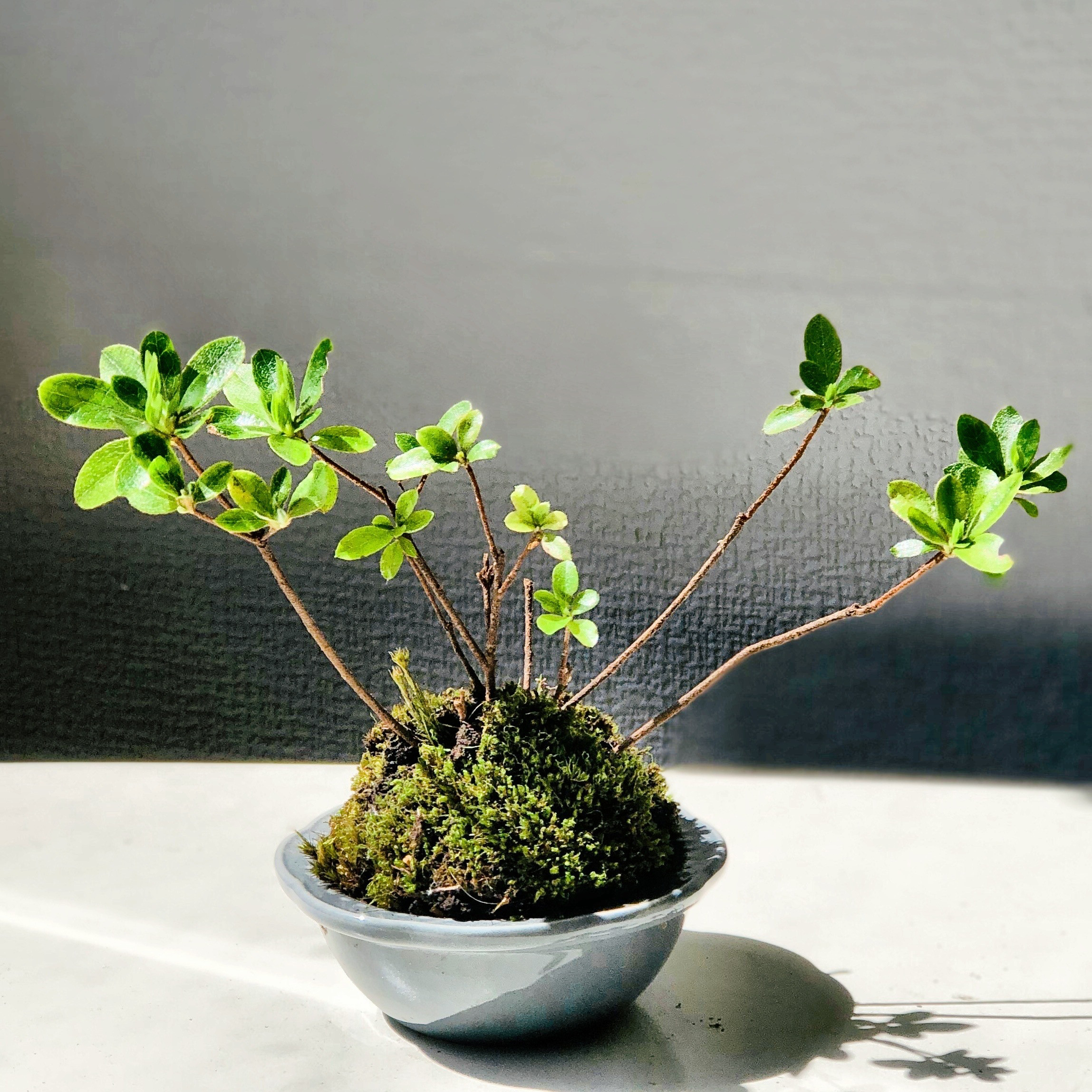 二本立ちの盆栽 苔付き 白鉢山ツツジ 白鉢山ツツジ 苔付き 二本立ちの盆栽