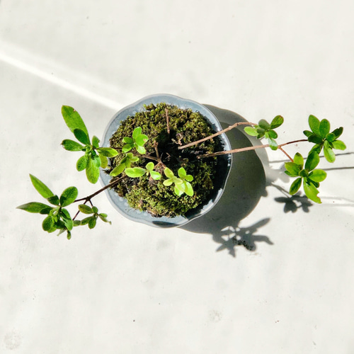 苔躑躅　ツツジ 6007_kurume-tsutsuji_large-