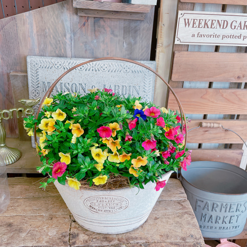 現品♡【カリブラコア寄せ植え】ナチュラルガーデニング♡取っ手つき