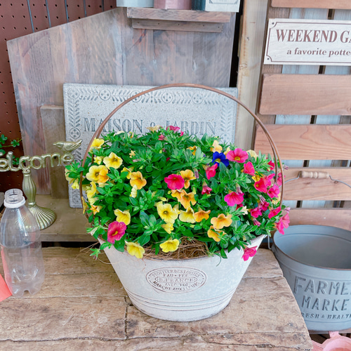 現品♡【カリブラコア寄せ植え】ナチュラルガーデニング♡取っ手つき