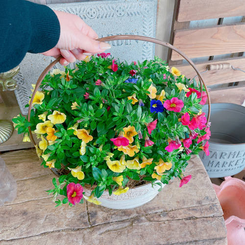 現品♡【カリブラコア寄せ植え】ナチュラルガーデニング♡取っ手つき