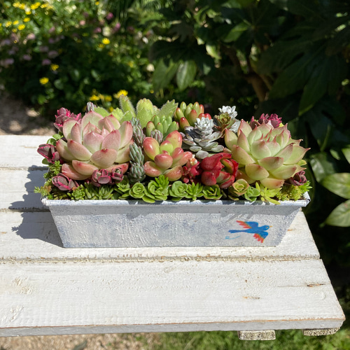 多肉植物寄せ植え 韓国苗と普及種 多肉植物 galleryk's 通販