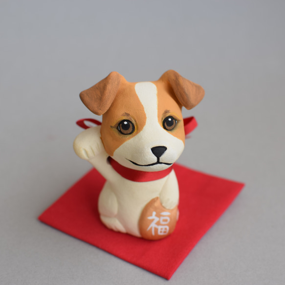 招き犬(ジャックラッセルテリア・スムースコート・ホワイ＆タン)【受注 
