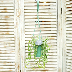 観葉植物 つる性 ディスキディア エメラルド 3.5号 吊り鉢 室内 日陰 個性的 おしゃれ プレゼント 育てやすい 3枚目の画像