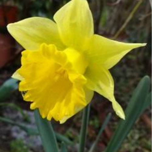 鮮やかなイエロー【タマラ】1苗 水仙 花期以外は球根又は苗をお送りし